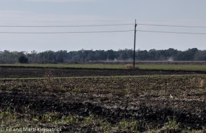 New cane growing in burned areas