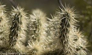 Chain Fruit Cholla (Choyyah)