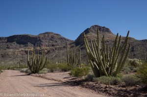 Organ Pipe Road