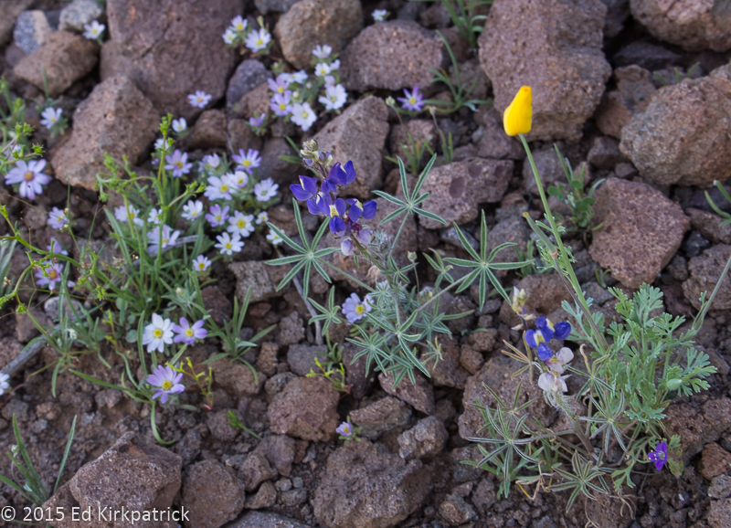 Mojave Desert Start, Lupine and closed Arizona Poppy
