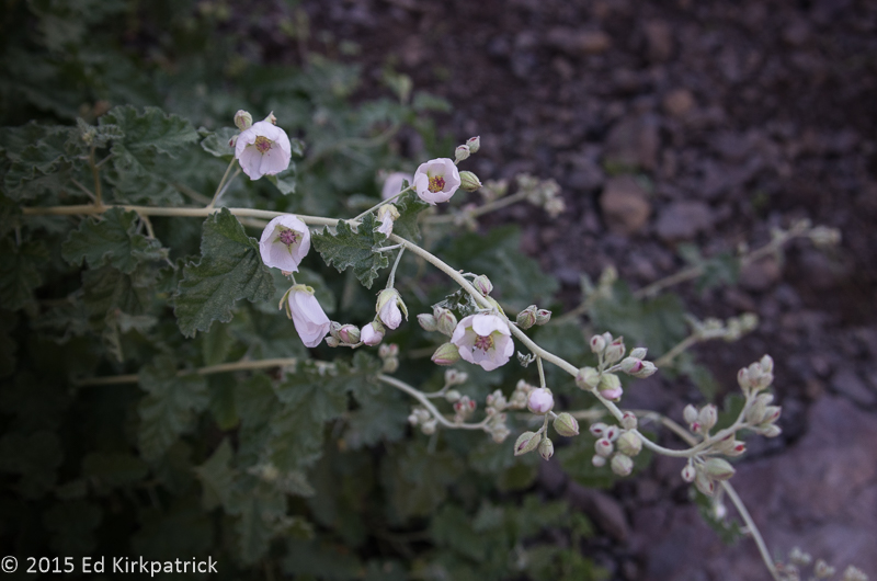 Desert Mallow