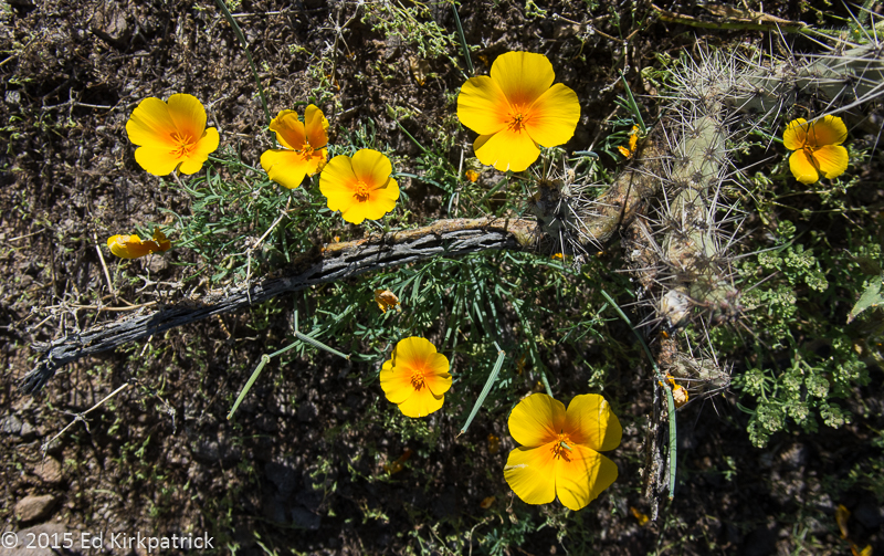 Arizona Poppy and Cholla