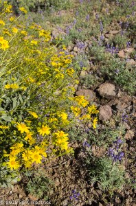 Brittlebush and Lupine