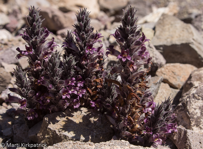 Desert Broomrape