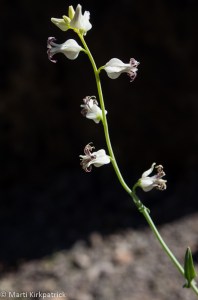 Lyreleaf Jewelflower