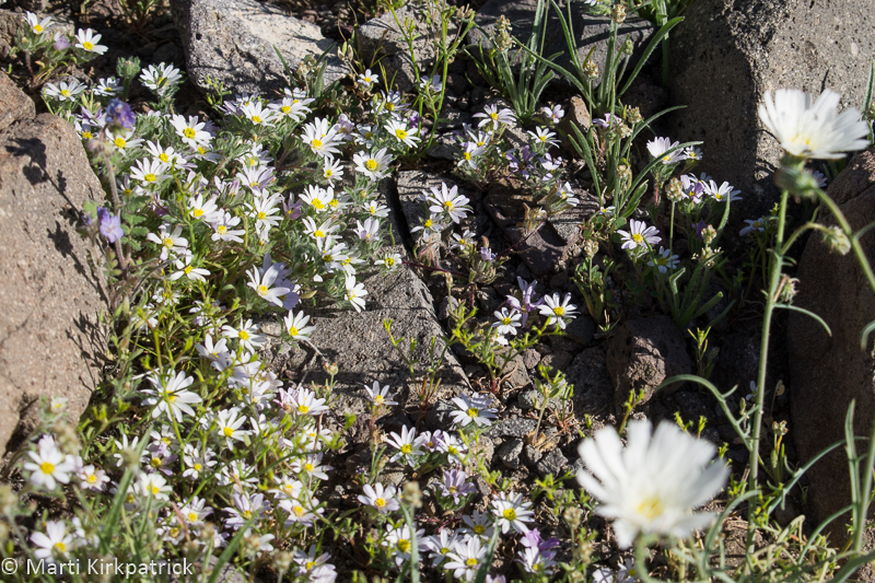 Mojave Desert Star and White Tackstem