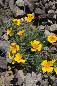 Arizona Poppies