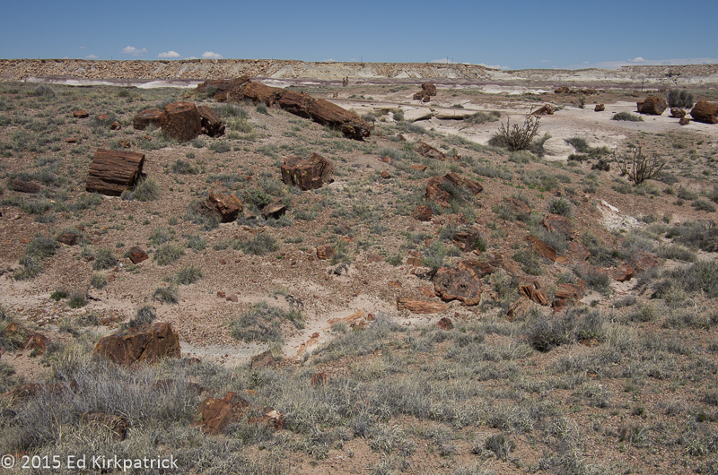 Petrified Forest