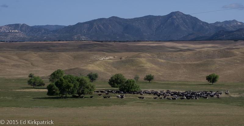 Cattle drive the old fashioned way even if it is Holsteins