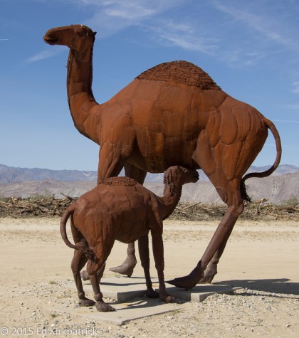 Camels