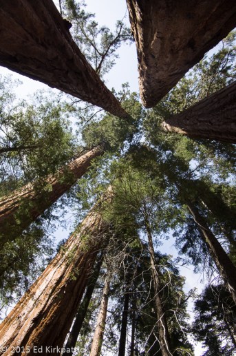Trail of 100 Giants - Sequoia National Forest