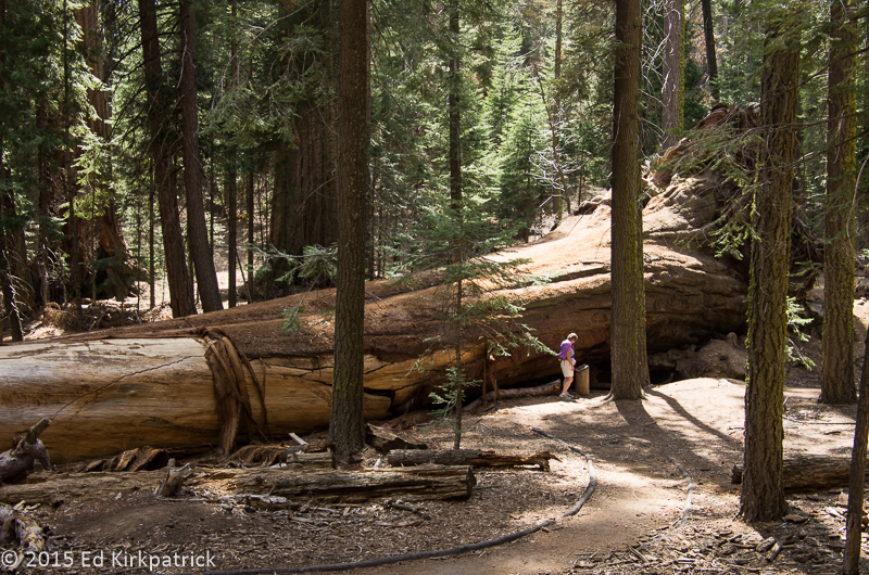 Marti examines a tree that fell last year.  Nobody was hurt, but there were witnesses...