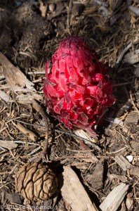 Snow Plant (Sarcodes sanguinea)