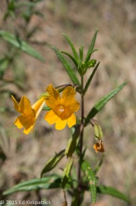 Sticky monkeyflower (Mimulus aurantiacus) 