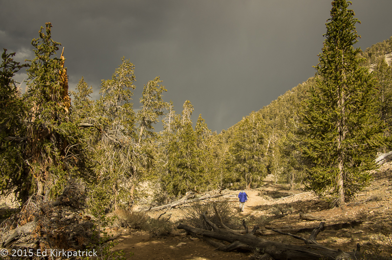 Schulman Grove Bristlecone Pine Forest