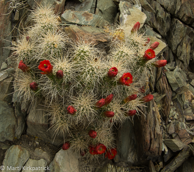 Cactus Flowers