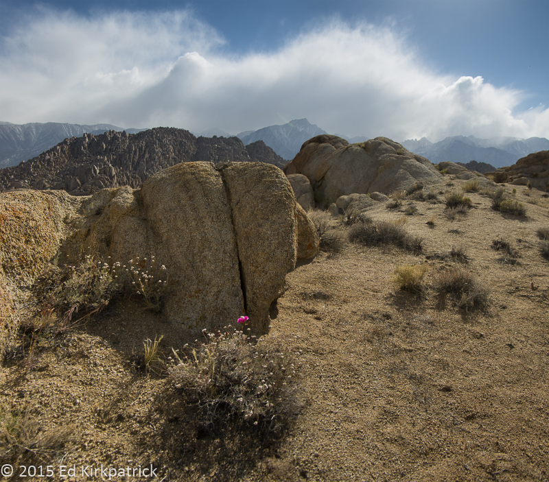 Desert Flowers at Alabama Hills
