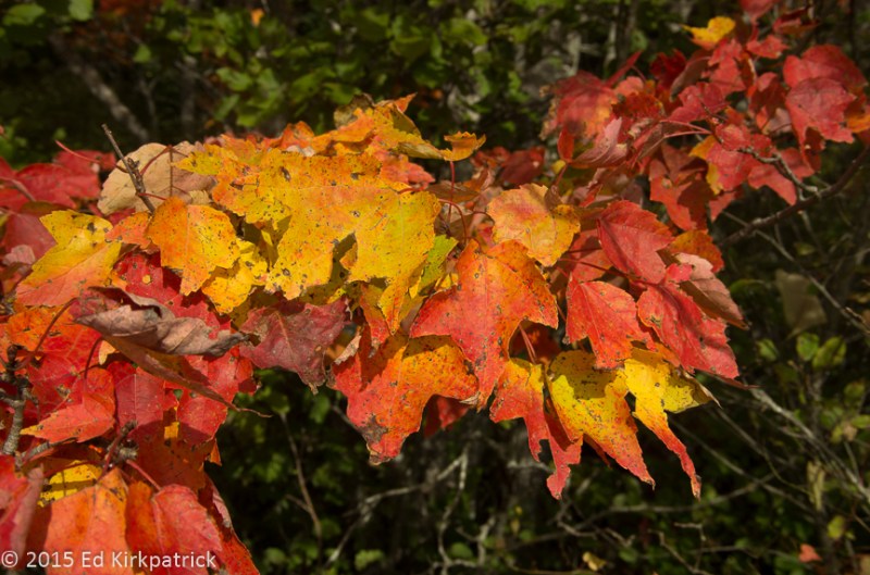 A riot of fall colors