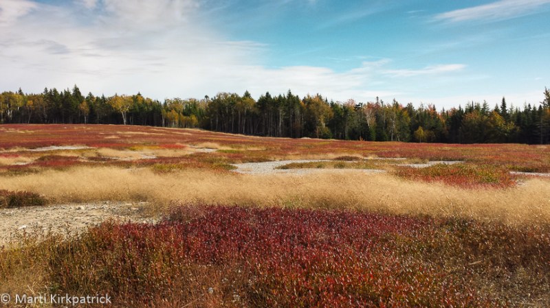 Wild blueberry fields are all across Maine.  44,000 acres of them. Yummm