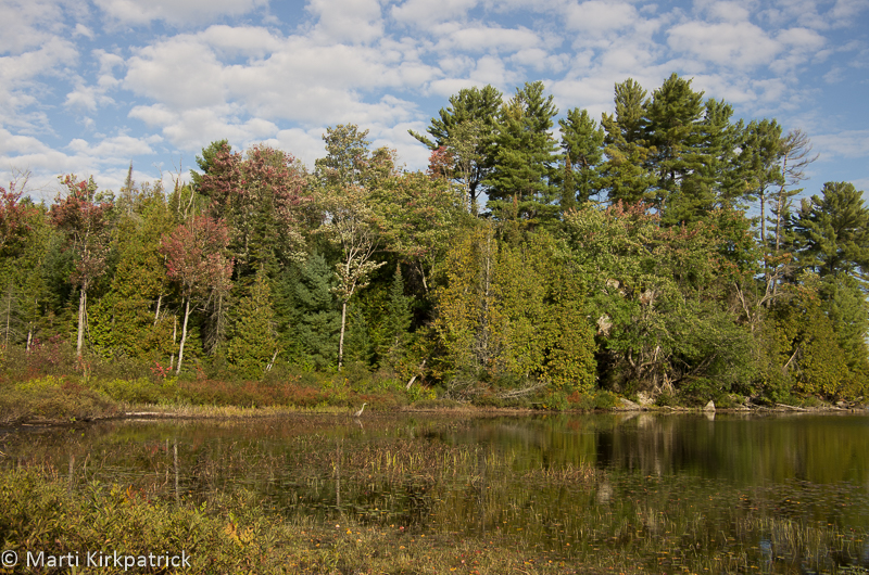 Horseshoe Lake in Alliston Ontario with a Blue Heron....