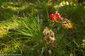 Berries of some sort on the trail.