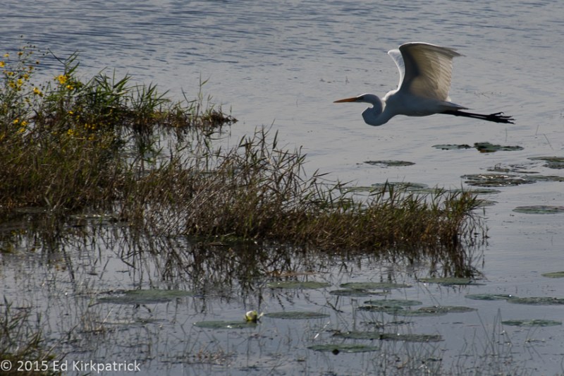 20151120-White Egret Okefenokee-3837