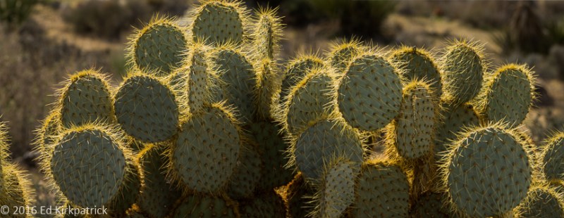 20160223-_EKP6750-Pano