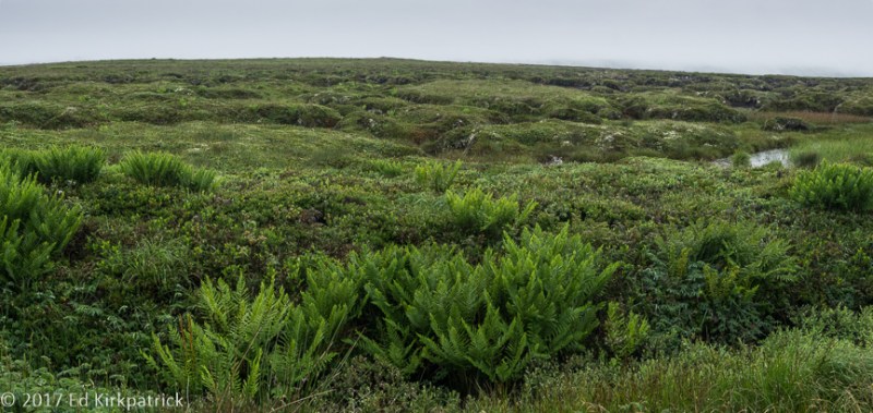 20170730-_EKP2291-Pano